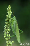 Grote groene sabelsprinkhaan (Tettigonia viridissima)