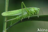 Grote groene sabelsprinkhaan (Tettigonia viridissima)