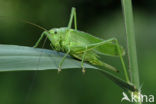 Grote groene sabelsprinkhaan (Tettigonia viridissima)