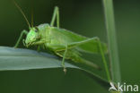 Grote groene sabelsprinkhaan (Tettigonia viridissima)