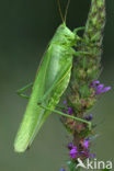 Grote groene sabelsprinkhaan (Tettigonia viridissima)