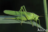 Grote groene sabelsprinkhaan (Tettigonia viridissima)