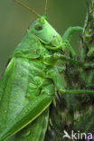 Grote groene sabelsprinkhaan (Tettigonia viridissima)