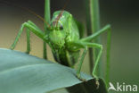 Grote groene sabelsprinkhaan (Tettigonia viridissima)