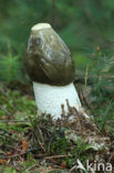 Grote stinkzwam (Phallus impudicus)