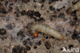 greater wax moth (Galleria mellonella)