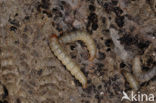 greater wax moth (Galleria mellonella)