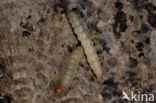 greater wax moth (Galleria mellonella)