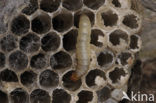 greater wax moth (Galleria mellonella)