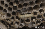 greater wax moth (Galleria mellonella)