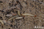greater wax moth (Galleria mellonella)