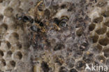 greater wax moth (Galleria mellonella)