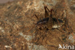 Grottensprinkhaan (Troglophilus cavicola)