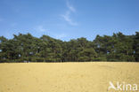Scots Pine (Pinus sylvestris)