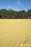 Scots Pine (Pinus sylvestris)