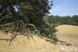 Scots Pine (Pinus sylvestris)