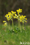 Cowslip (Primula veris)