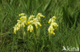 Cowslip (Primula veris)