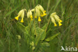 Gulden sleutelbloem (Primula veris) 