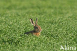 Brown Hare (Lepus europaeus)