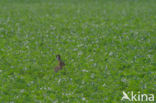 Brown Hare (Lepus europaeus)