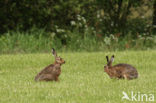 Haas (Lepus europaeus)