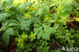 Hacquetia epipactis