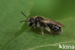 Halfgladde dwergzandbij (Andrena semilaevis)