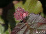 Hazel (Corylus avellana)