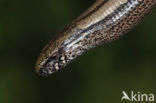 Slow Worm (Anguis fragilis)
