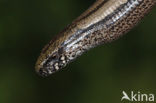 Hazelworm (Anguis fragilis) 