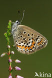 Heideblauwtje (Plebejus argus) 