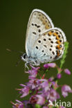 Heideblauwtje (Plebejus argus) 