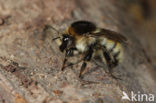 Brown-banded carder bee (Bombus humilis)