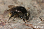 Brown-banded carder bee (Bombus humilis)