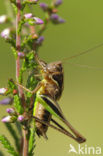 Heidesabelsprinkhaan (Metrioptera brachyptera)