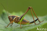 Heidesabelsprinkhaan (Metrioptera brachyptera)