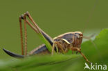 Heidesabelsprinkhaan (Metrioptera brachyptera)