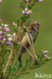 Heidesabelsprinkhaan (Metrioptera brachyptera)