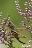 Heidesabelsprinkhaan (Metrioptera brachyptera)