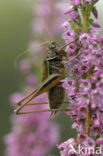 Bog Bush-cricket (Metrioptera brachyptera)