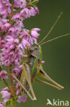 Bog Bush-cricket (Metrioptera brachyptera)