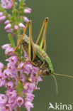 Heidesabelsprinkhaan (Metrioptera brachyptera)