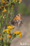 Grayling (Hipparchia semele)