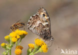 Grayling (Hipparchia semele)