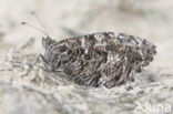 Grayling (Hipparchia semele)