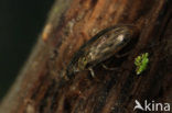 Helophorus aequalis
