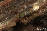 Helophorus obscurus