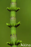 Waterhorsetail (Equisetum fluviatile)