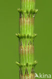 Waterhorsetail (Equisetum fluviatile)